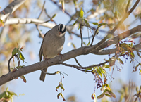 White crowned Sparrow